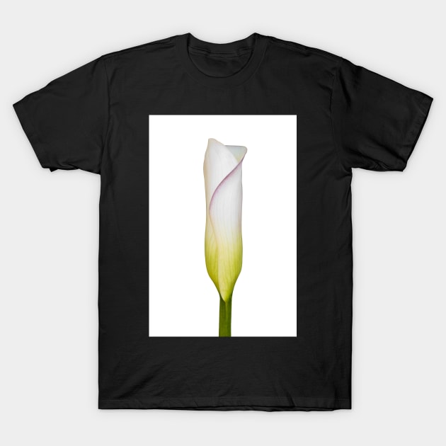 Arum Lily Bud T-Shirt by scotch